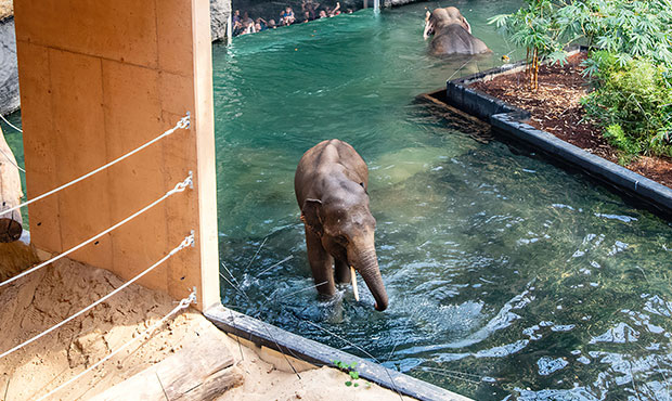 System nagłośnienia Orientarium ZOO Łódź nową realizacją Tommex